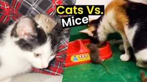 Friends Or Enemies? Cats Vs. Mice