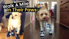 Walk A Mile In Their Paws | Dogs In Shoes