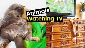 Best Of Binging | These Pets Love Watching TV