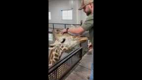 Animal chiropractor faces his biggest challenge - cracking a giraffe's neck