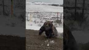 Grizzly Bear With Cubs Charges Truck on Rural Road