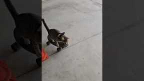Amusing clip shows kitten riding skateboard
