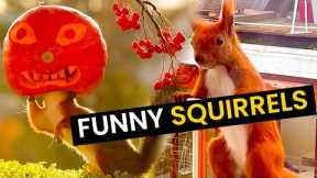 Funniest Squirrels