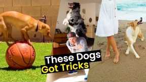 These Dogs Got Tricks