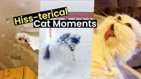 Hiss-terical Cat Moments