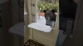 Homeowner remains incredibly calm as black bear knocks on glass back door with paw