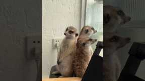 Meerkat too drowsy to stand and falling off table