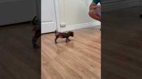 Cute little puppy tries on socks for the first time *Wholesome Video*