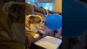 Bulldog and her Balloon
