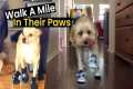 Walk A Mile In Their Paws | Dogs In
