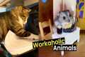 These Animals Are Workaholics