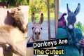 Donkeys Are The Cutest
