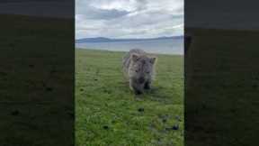 Cute wombat approaches Australian woman and curiously sniffs her phone