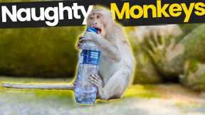 The Naughtiest Monkeys EVER!