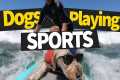 The CRAZIEST Dogs Playing Sports!