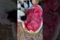 Guinea pigs eating a watermelon