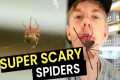 Super Scary Spiders