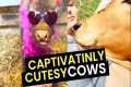 The MOST Captivatingly Cutesy Cows