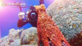 Octopus Plays Hide-And-Seek With Diver  || Newsflare