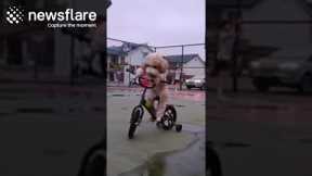 Giant Poodle Rides Bicycle In China || Newsflare
