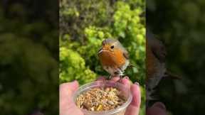 Woman Captures Beautiful Moment With Robins
