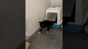 Cat Fails To Understand Litter Box