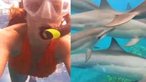 Incredible Dolphin Footage Whilst Snorkeling in Hawaii