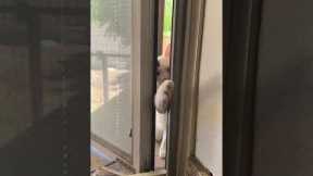 Cute Cat Fails To Understand Window