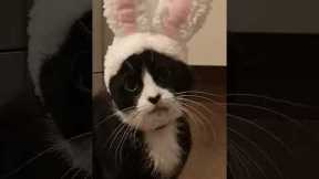 Cat and Owners React to Funny Bunny Ears