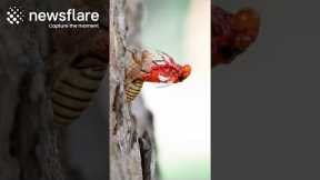 Stunning Transformation Of Red Cicada  || Newsflare