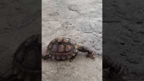 Turtle And Snail Have Exciting Race