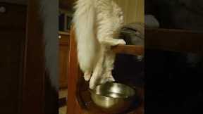 Cat Hangs Upside Down to Drink Water