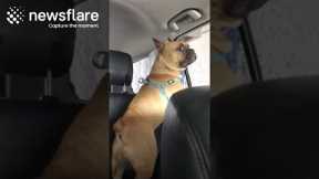 French Bulldog's Mind Blown During Car Wash  || Newsflare