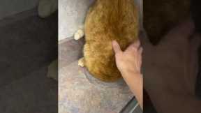 Chunky Cat Fails To Hide