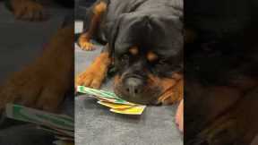 Rottweiler Plays Uno With Family