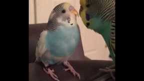 Funny Budgie Talking To It's Baby