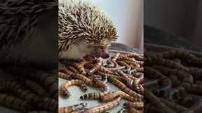 Fox And Hedgehogs Eat Worms