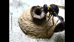 Wasp Creating A Nest Footage