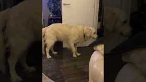 Dog Goes Through Doors Backwards