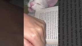 Funny Cat Eats Book For Attention