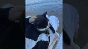 Stray Kitty Joins Woman At Beach