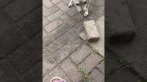 Dog Tries To Play Fetch With Brick