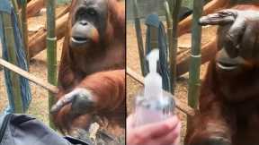 Orangutan Makes Woman Empty Bag In The Zoo