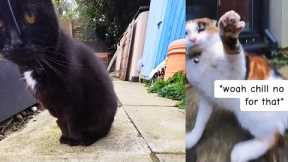 Cat's Secret Life Exposed With POV Collar Camera Footage