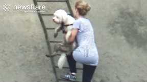 Woman Rescues Dog From Thames Embankment  || Newsflare