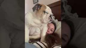Bulldog Doesn't Believe in Personal Space