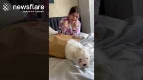 Daughter Gifted Puppy In Heartwarming Surprise || Newsflare