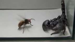 Giant Hornet vs Scorpion, Tarantula and Praying mantis