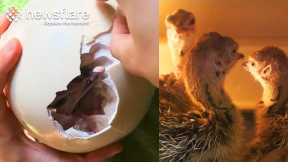 Hatching Baby Ostriches From Eggs At Vienna Zoo  || Newsflare