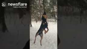 Determined Dog Swings From A Tree Branch